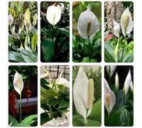 giglio pace giardino tagliato autunno, resistente, semi decorazione salotto 15pcs