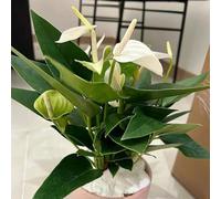 giglio pace perenne estremamente resistenti giardino interni semi 55pcs