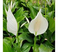 giglio pace selvatica giardino tagliato giardino balcone estremamente resistente semi 500pcs