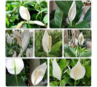 giglio pace semi selvatici autunno, resistenti, balcone serra giardino ufficio decorazione 100pcs