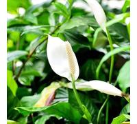 giglio pace - Spathiphyllum kochii giardino semi giardino estremamente resistenti autunno, resistenti, 150pcs