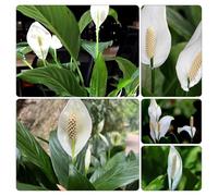 giglio pace ufficio semi di decorazione interno resistenti vaso per balcone rialzato letto d'appartamento d'appartamento 550pcs