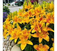 Giglio - per zone soleggiate balcone, interno serre balcone decorazioni per il soggiorno con estivi decorazioni giardino esterni esotici autunnali 180semi