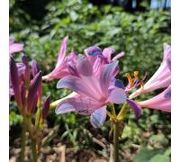 Giglio ragno - Lycoris radiata Aiuole rialzate giardino resistenti balcone di resistenti balcone 3Bulbi