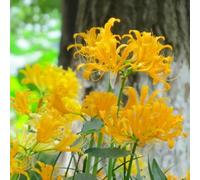 Giglio ragno - Lycoris radiata di resistenti decorazione balcone giardino 9Bulbi
