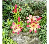 Giglio - resistenti per giardini rocciosi serre balcone semi di selvatici rari di farfalla biologico vecchie varietà decorazioni per il 80semi