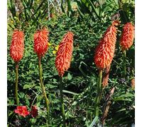 Giglio Torcia di torcia serrature balcone primavera tagliate riverdimento tetti semi interni selvatici arbusto farfalle estate 100pcs