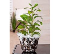 GILDE Vaso Petunia in vetro nero e bianco, Ø 20 cm, decorazione per la casa, vaso per fiori, decorazione da tavolo