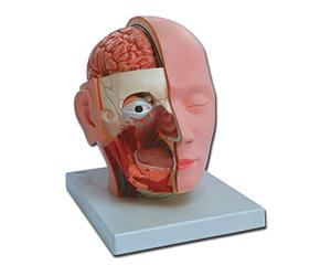 Gima 40010 Modello Testa Scomponibile, 4 Parti, Confezione 1 Pezzo