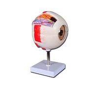 Altay Gima 40021 Modello Anatomico, Aree Cerebrali