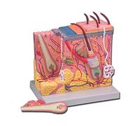 Gima 40060 Modello Derma, Confezione 1 Pezzo