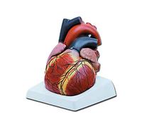 Gima 40072 Modello Cuore, 4 Parti, Confezione 1 Pezzo