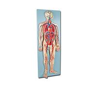 Gima 40075 Modello Orecchio Cardiovascolare, Confezione 1 Pezzo