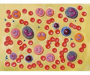 Gima 40077 Modello Cellule De Sangue, 2000x, Confezione 1 Pezzo