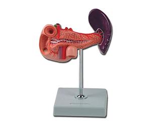 Gima 40086 Modello Pancreas Duodeno e Milza, Confezione 1 Pezzo