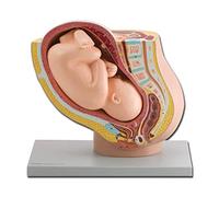 Gima 40110 Modello Pelvico con Feto, Confezione 1 Pezzo