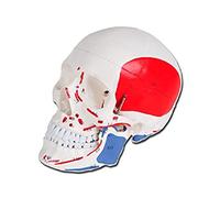 Gima 40156 Modello Cranio Umano, Numerato, Confezione 1 Pezzo