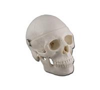 Gima 40165 Modello Mini Cranio, Confezione 1 Pezzo