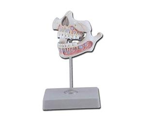 Gima 40206 Modello Dentatura Giovanile, Confezione 1 Pezzo