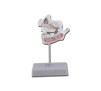 GIMA - MODELLO DENTATURA GIOVANILE