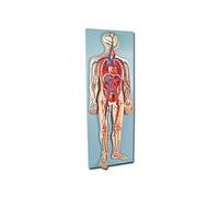 GIMA - MODELLO SISTEMA CARDIOVASCOLARE