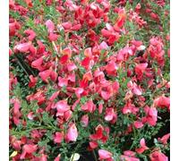 Ginestra Boskoop Ruby/Cytisus | Piccolo arbusto resistente - Rosso - Pianta perenne da fiore | Vaso da 1,5 litri