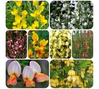 ginestra, Semi di selvatici biologici resistenti al freddo scopa giardino tappezzanti e siepi a crescita resistenti in vaso, 400semi
