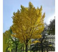 ginkgo balcone ornamentali esotiche in vaso resistenti giardino 10semi