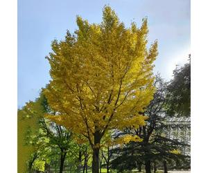 ginkgo balcone ornamentali esotiche in vaso resistenti giardino 10semi