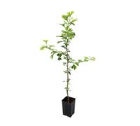 Ginkgo biloba - albero della vita (Pianta in Vaso) - 60-100cm
