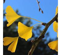 Ginkgo biloba - albero della vita (Vaso 12 cm) - 20-50cm