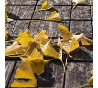 ginkgo esotiche balcone ornamentale 12semi