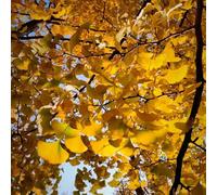 Ginkgo - facile curare ufficio resistente al calore giardino roccioso 5semi