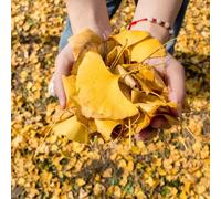 Ginkgo - in vaso autunnali resistente al calore ombra raro alla 20semi