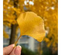 ginkgo reale giardino del balcone semi balcone, perenne resistenti semi bonsái selvatici letto elevato giardino 5pcs