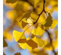 ginkgo, resistenti balcone Copertura del terreno esterni in vaso 10semi