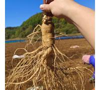 ginseng di giardino di rocce medicinali semi selvatici balcone giardino Copertura perenne resistente bonsái interno 125pcs