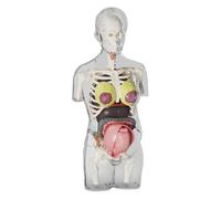 Giocattoli Anatomia Bambini - Modello Corpo Donna Incinta Con Feto - Scheletro Anatomico con Smontabili, Giocattolo STEM per Apprendimento Scientifico, Attività Didattiche per Bambini e Scuole