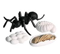 Giocattoli del ciclo di vita degli insetti, 6 pezzi, figure di animali, modelli di scienze educative, strumenti di apprendimento della natura, sculture di insetti realistici,