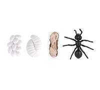 Giocattoli per cicli di vita - modelli Lifeleke 4 - Stage and Development con bordi arrotondati sicuri per l'uso educativo e l'apprendimento dei bambini (M4183 Ant (50.5g))