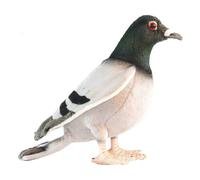 Hansa Toy 6299 Piccione Viaggiatore 29 CM Pupazzo Animale Peluche