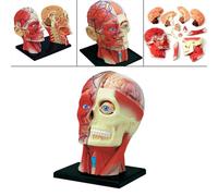 Giocattolo educativo del cranio del modello anatomico di scheletro umano