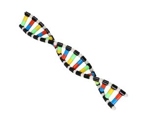 Giocattolo Modello A Doppia Del - Display Scientifico Della Struttura Molecolare In ABS, Sussidio Didattico Per La Biologia | Modello Di, Arredamento Per L'aula Educativa, Laboratorio Sc