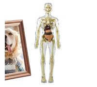 Giocattolo per il corpo umano Anatomia Strumento di apprendimento Torso Umano Mobile Torso Umano Scheletro Umano Modello di Anatomia Torso Anatomia Giocattolo Umano Scheletro Cervello Anatomia