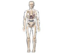Giochi di anatomia per bambini - Modello di scienze del corpo umano per bambini, bambola scheletro realistica interattiva | Strumento di studio educativo per dentista, medico, studenti di scienze, aul