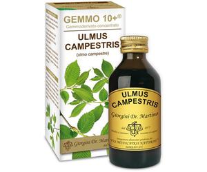 giorgini Olmo camp 100ml analc.gemme10+