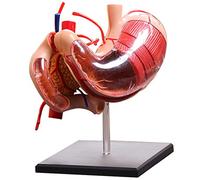 GIQKDZNUO Modelli di Scheletro anatomico Modello dimostrativo di Un Organo dello Stomaco Stomaco Umano Staccabile Modello anatomico 12 Parti Organi Umani Modello anatomico Scienze umane