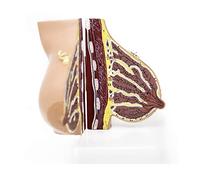 GIQKDZNUO Modello anatomico del Seno Modello della Struttura del Seno del Torace Umano Femminile Periodo di quiescenza, Periodo di Allattamento per la Comunicazione B