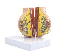 GIQKDZNUO Modello anatomico del Seno Modello della Struttura del Seno del Torace Umano Femminile Periodo di quiescenza, Periodo di Allattamento per la Comunicazione B