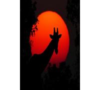 Giraffe at Sunset: Hardcover Lined Journal for Writing and Daily Reflection - 185 Pages from Pass Productions